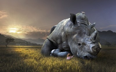 Africa’s Beloved Rhinos – Not To Be Taken For Granted