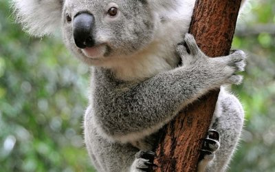 11 Reasons to Visit Australia