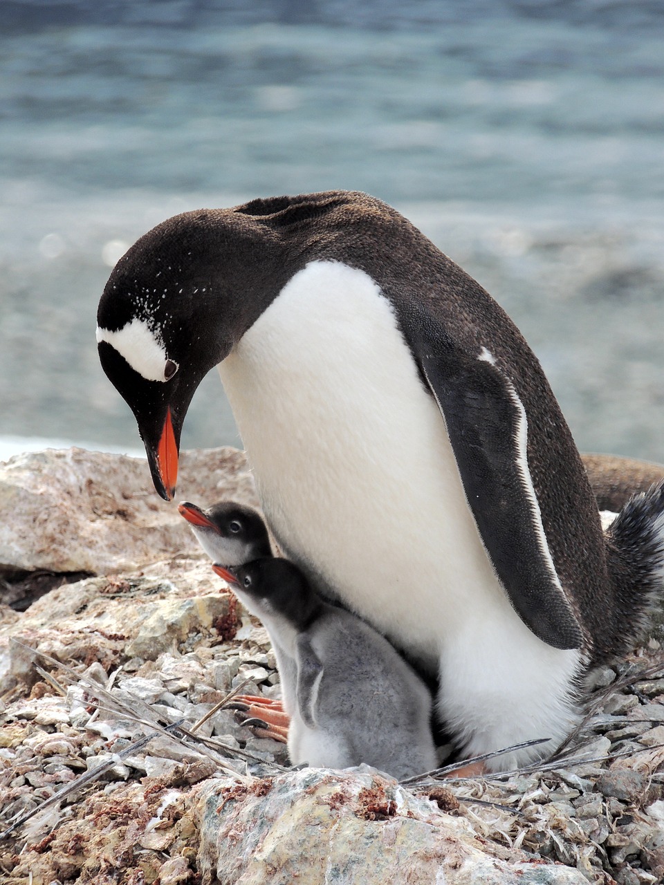 Doting Penguin Parent
